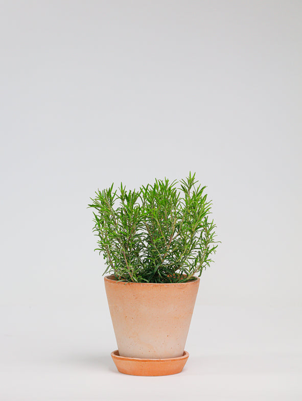 Rosemary